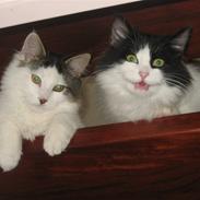 Blanding af racer Grimme