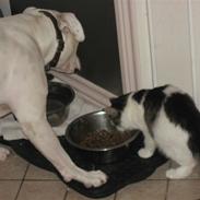 Blanding af racer Grimme