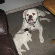 Blanding af racer Grimme