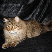 Maine Coon Kumari af Ly DK