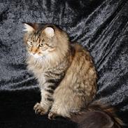 Maine Coon Kumari af Ly DK