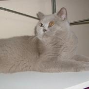 British Shorthair midas