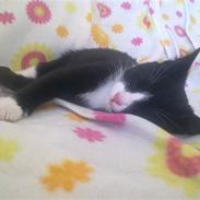 Huskat Mayland's Mandy