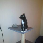 Huskat Mayland's Mandy