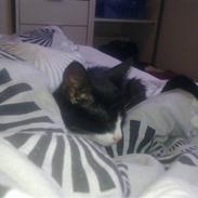 Huskat Mayland's Mandy