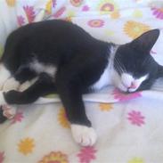 Huskat Mayland's Mandy