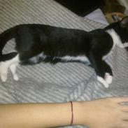 Huskat Mayland's Mandy