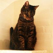 Huskat Oliver (Maria's kat)