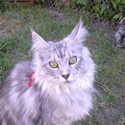 Maine Coon Edelweis