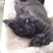 Blanding af racer Bamse