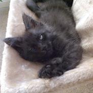 Blanding af racer Bamse