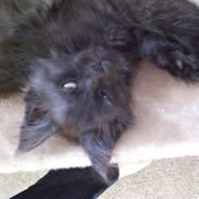 Blanding af racer Bamse