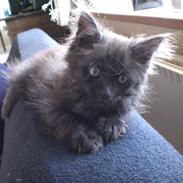 Blanding af racer Bamse