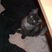 Blanding af racer Bamse