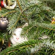 Tyrkisk Angora Lily White von Isadora