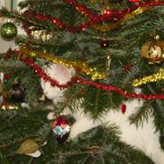 Tyrkisk Angora Lily White von Isadora