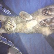 Maine Coon Misha