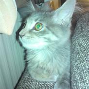 Maine Coon Misha