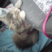 Maine Coon Misha