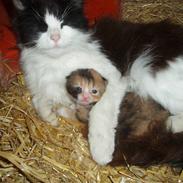 Blanding af racer Mini Møv  *væk* ;(