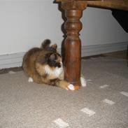 Blanding af racer Mini Møv  *væk* ;(