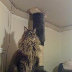 Maine Coon oscar