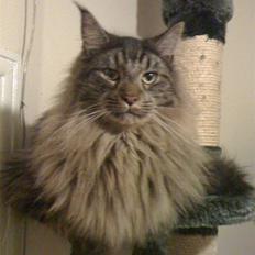 Maine Coon oscar
