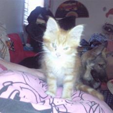 Blanding af racer garfield