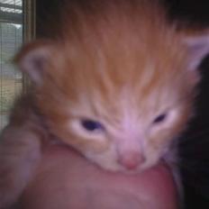 Blanding af racer garfield