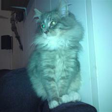 Maine Coon Mini (solgt)