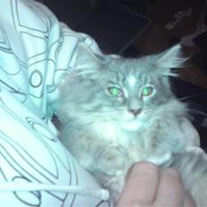 Maine Coon Mini (solgt)