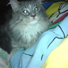 Maine Coon Mini (solgt)