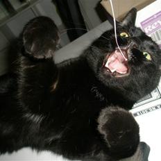 Blanding af racer Diablo Kridsi