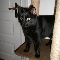 Blanding af racer Diablo Kridsi