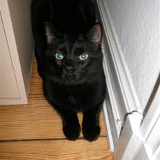 Blanding af racer Diablo Kridsi