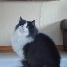 Norsk Skovkat DK Lunden's Cilina *Himmelkat*