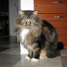 Maine Coon Sofus