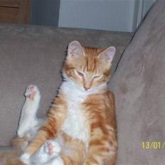 Blanding af racer Alfred