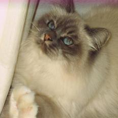 Hellig Birma Lucille