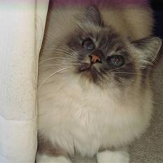 Hellig Birma Lucille