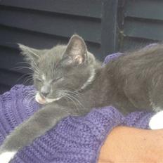 Blanding af racer Sir Bamelot