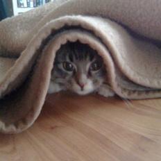 Blanding af racer Raya