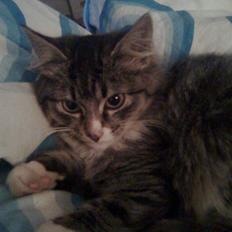 Blanding af racer Raya