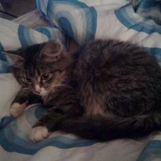 Blanding af racer Raya