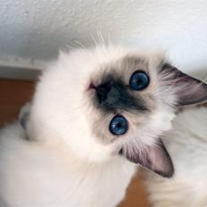 Hellig Birma Con Meo's Tiny