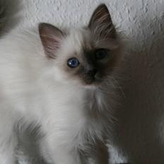 Hellig Birma Con Meo's Tiny