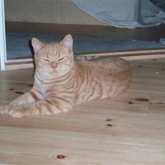 British Shorthair Elliot