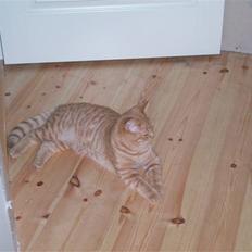 British Shorthair Elliot