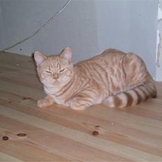 British Shorthair Elliot