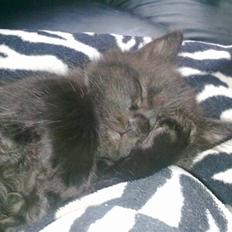 Blanding af racer Konrad